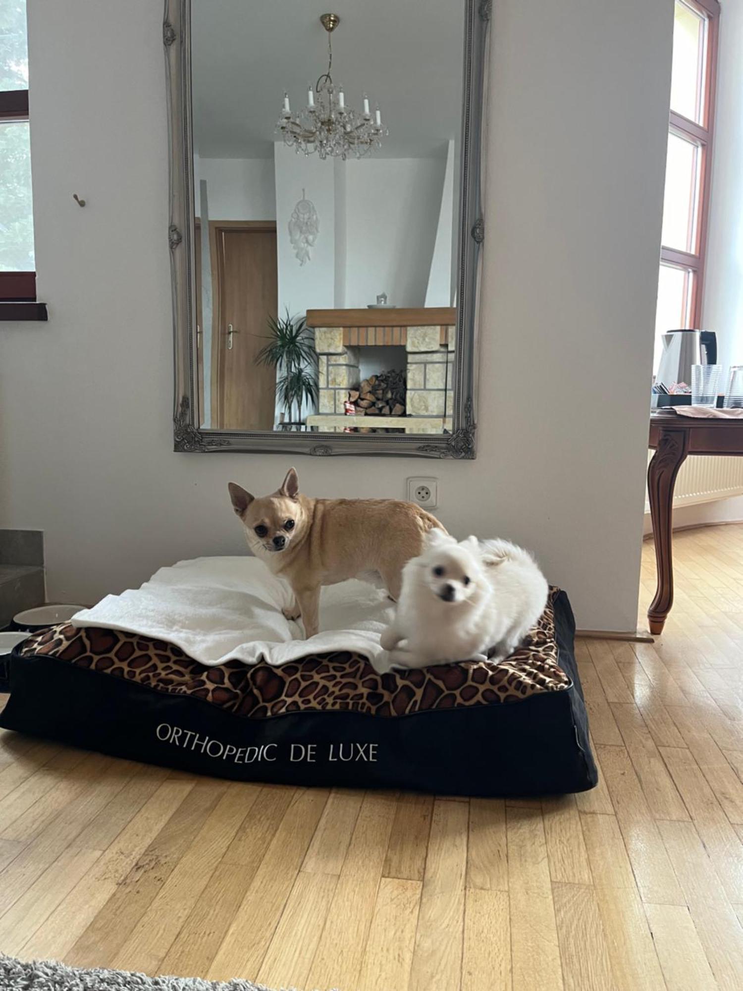 Dogs Resort And Spa Horni Bezdekov Bagian luar foto